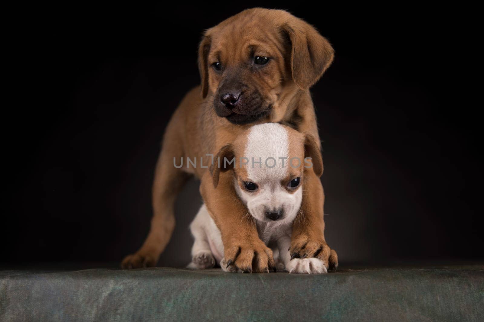 Small dog on a black background