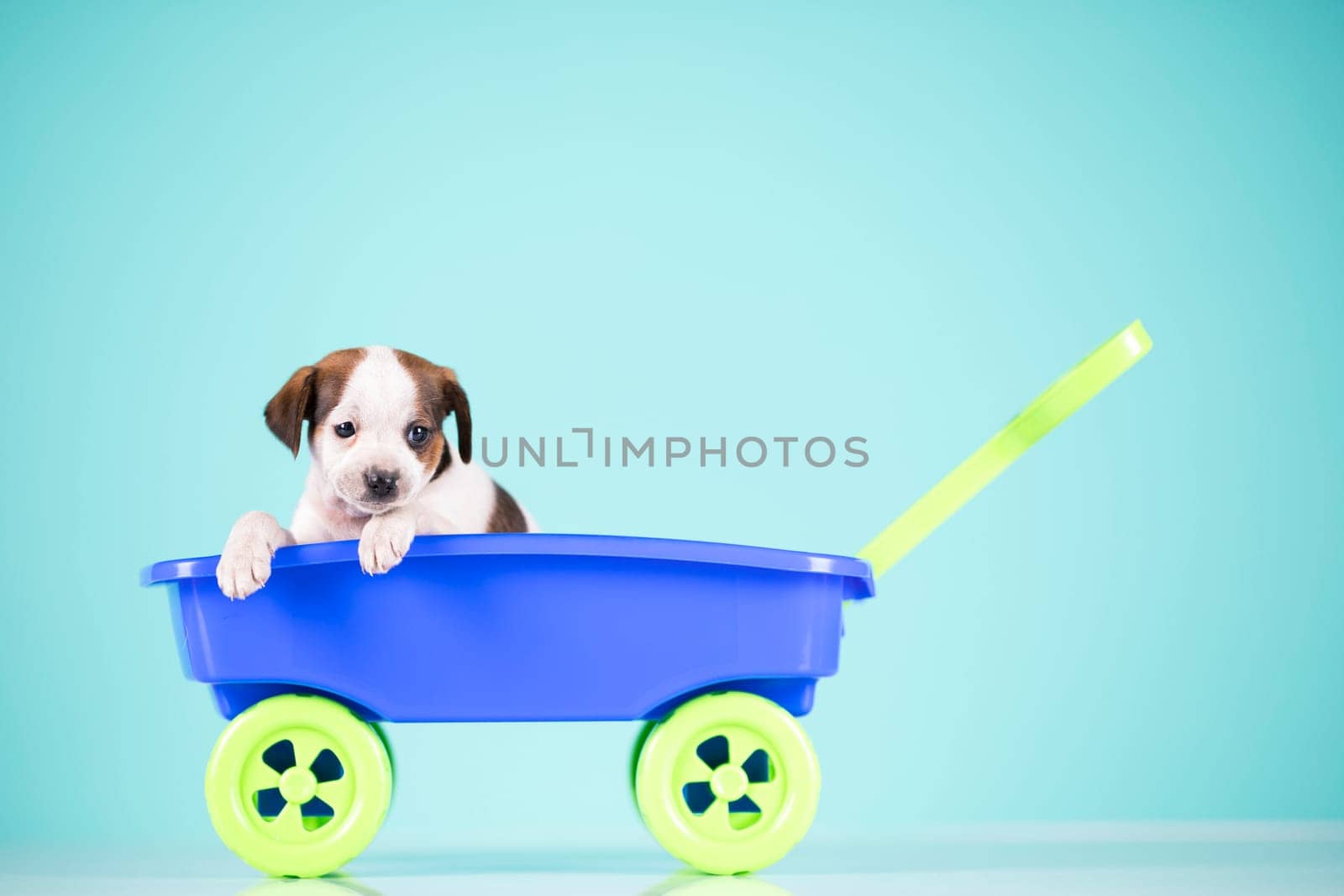 Little cute dog in a toy car