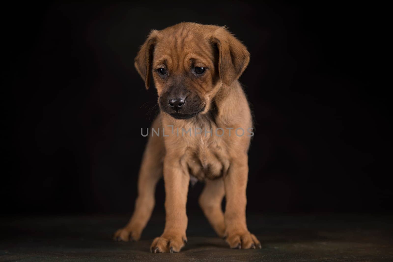 Small dog on a black background