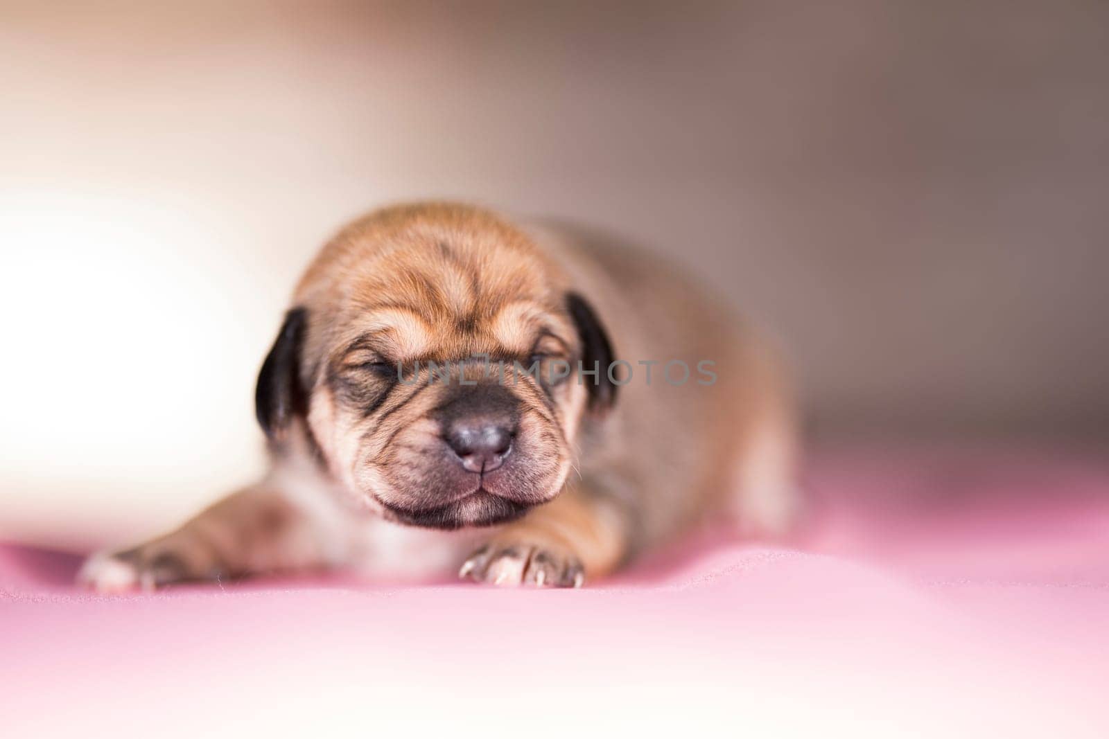 The dogs sleep, animals concept