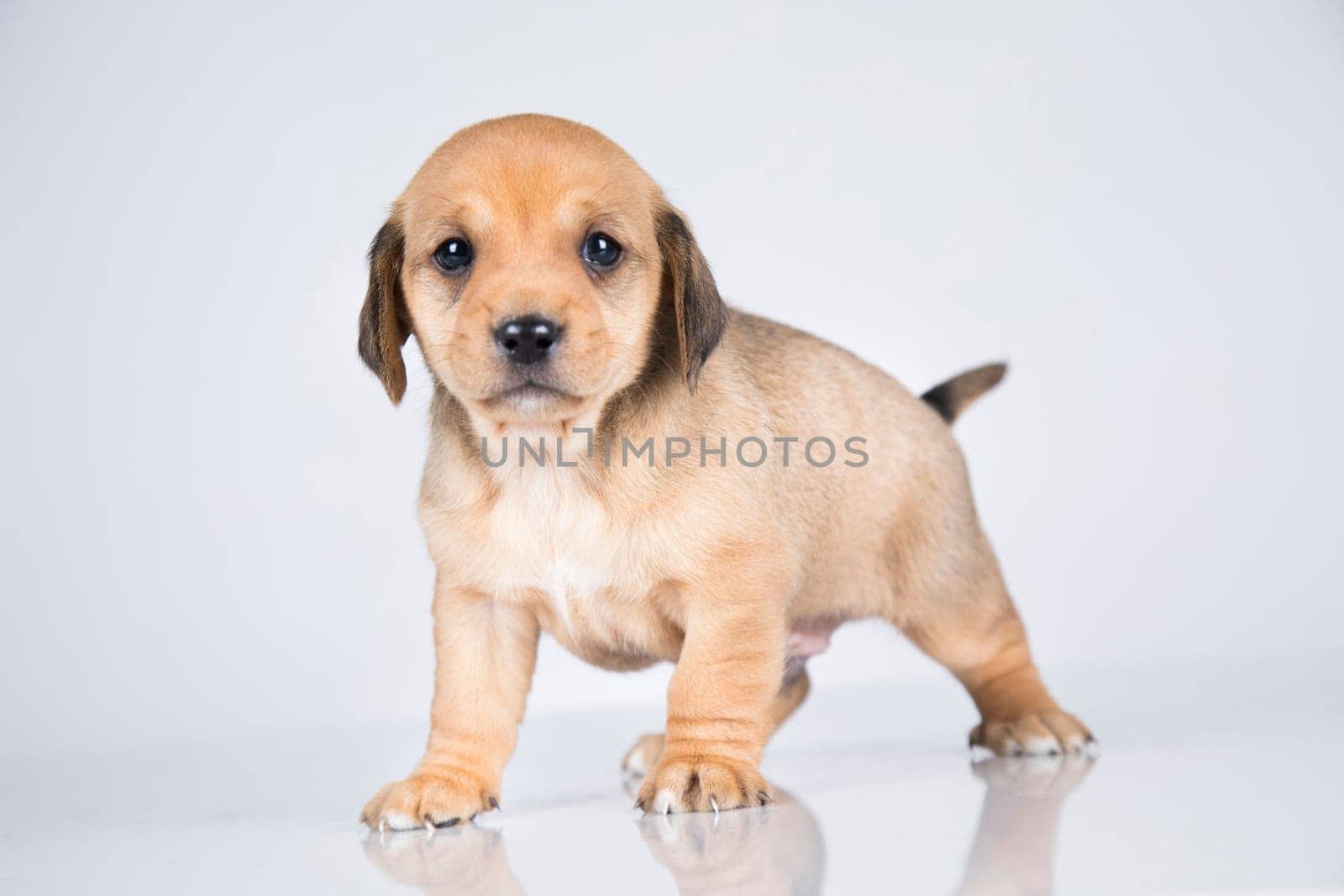 Little dog on a white background