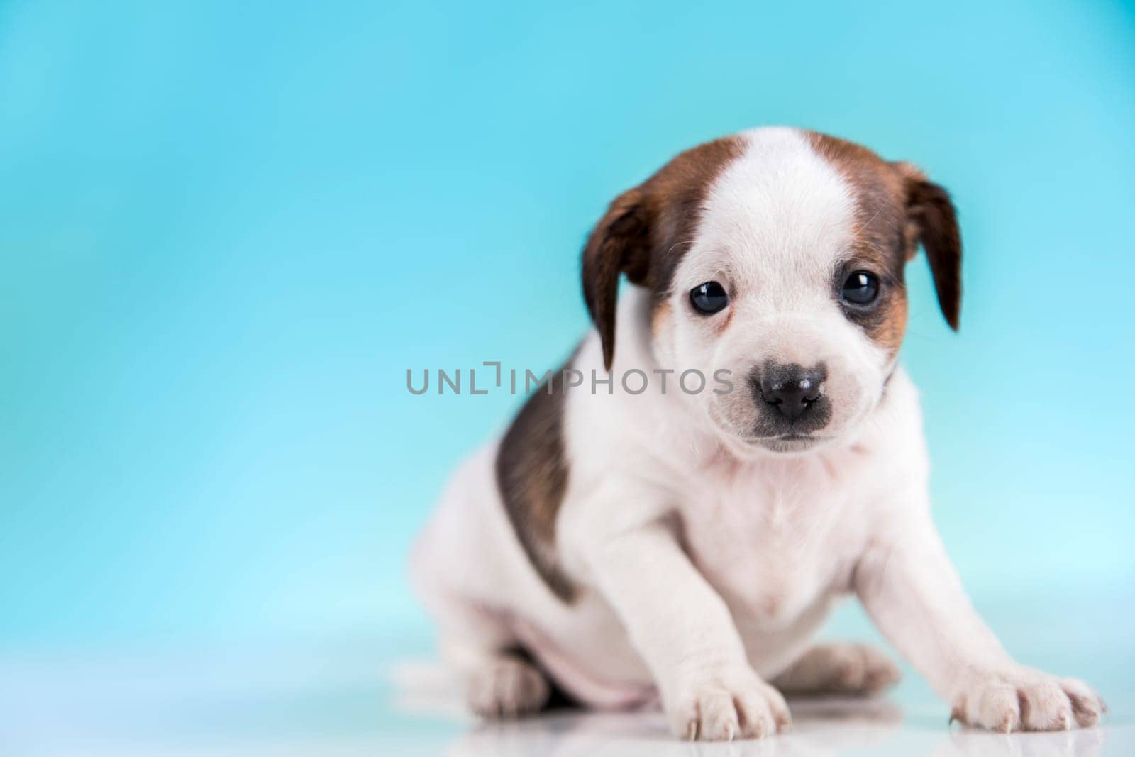 Pet, Little puppy dog, animals concept