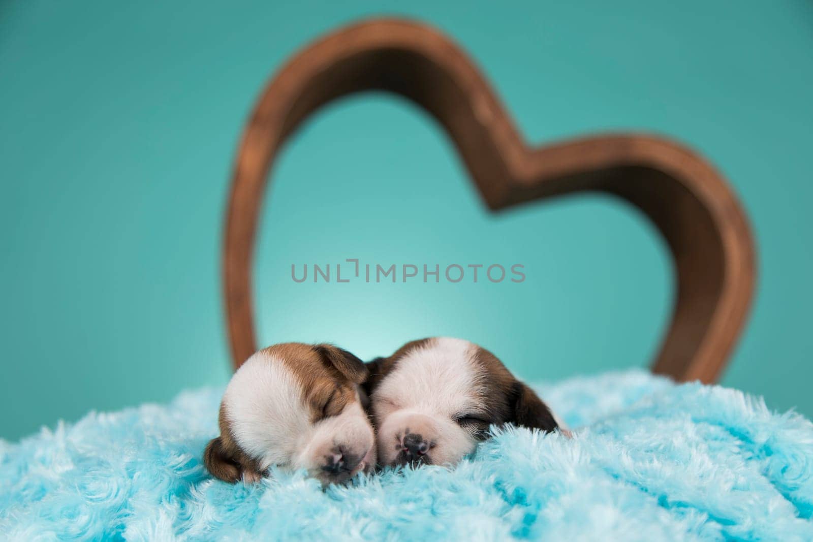 Dogs in love are sleeping