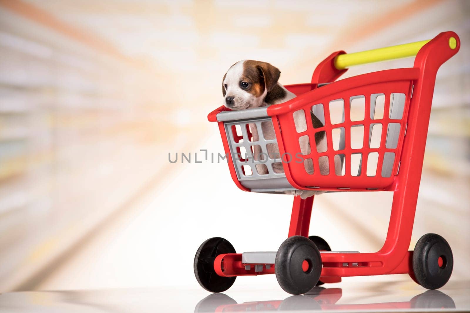 A dog in a shopping cart