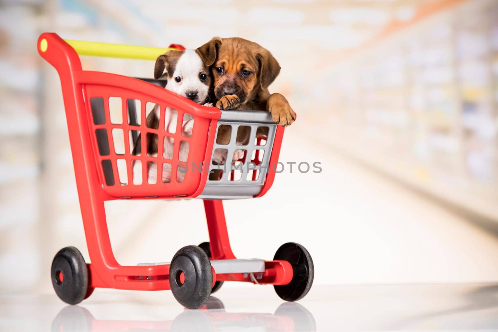 Little doggies in a shopping cart