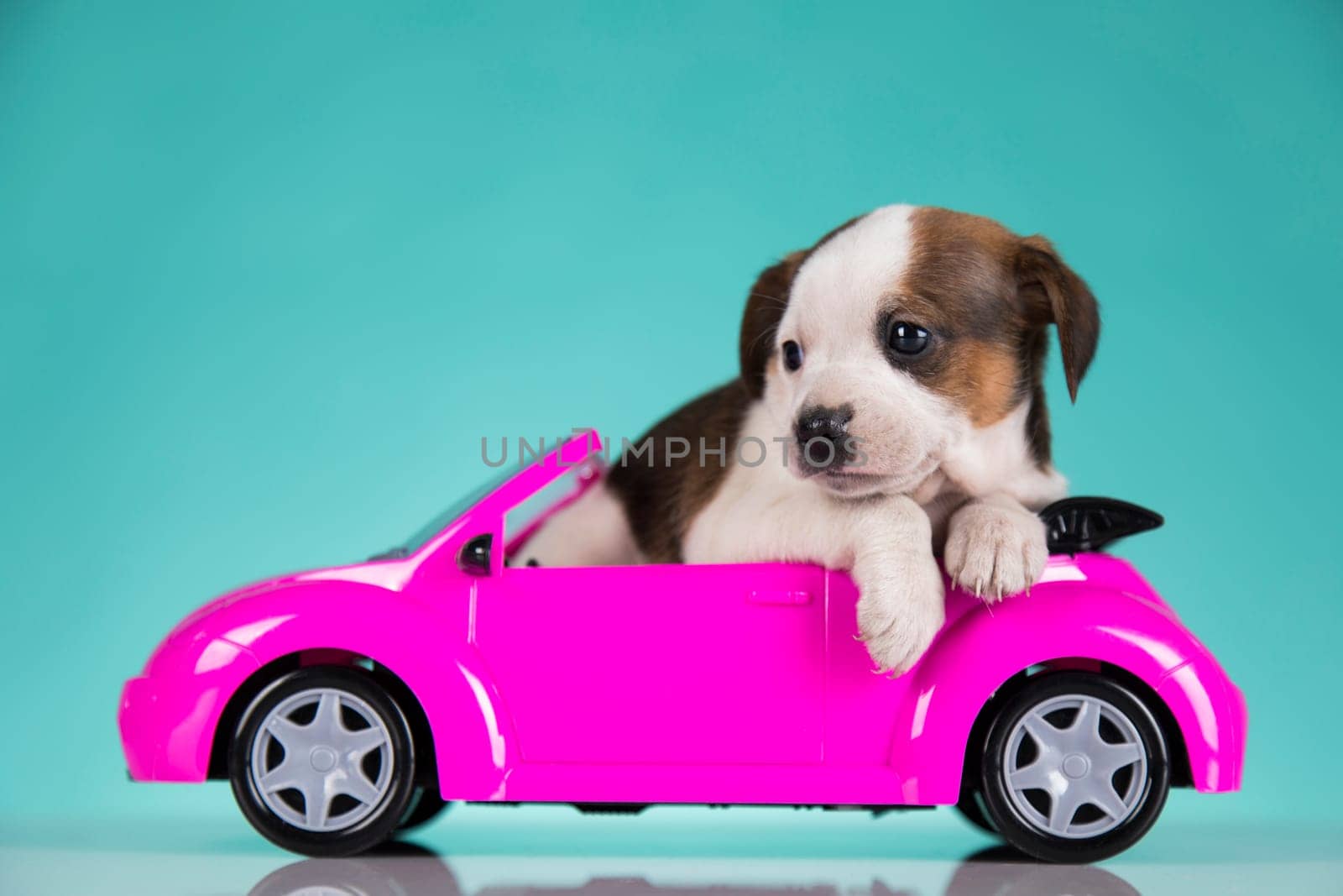Cute dog in a pink car