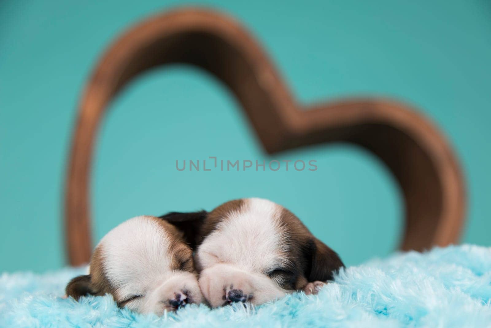 Dogs in love are sleeping