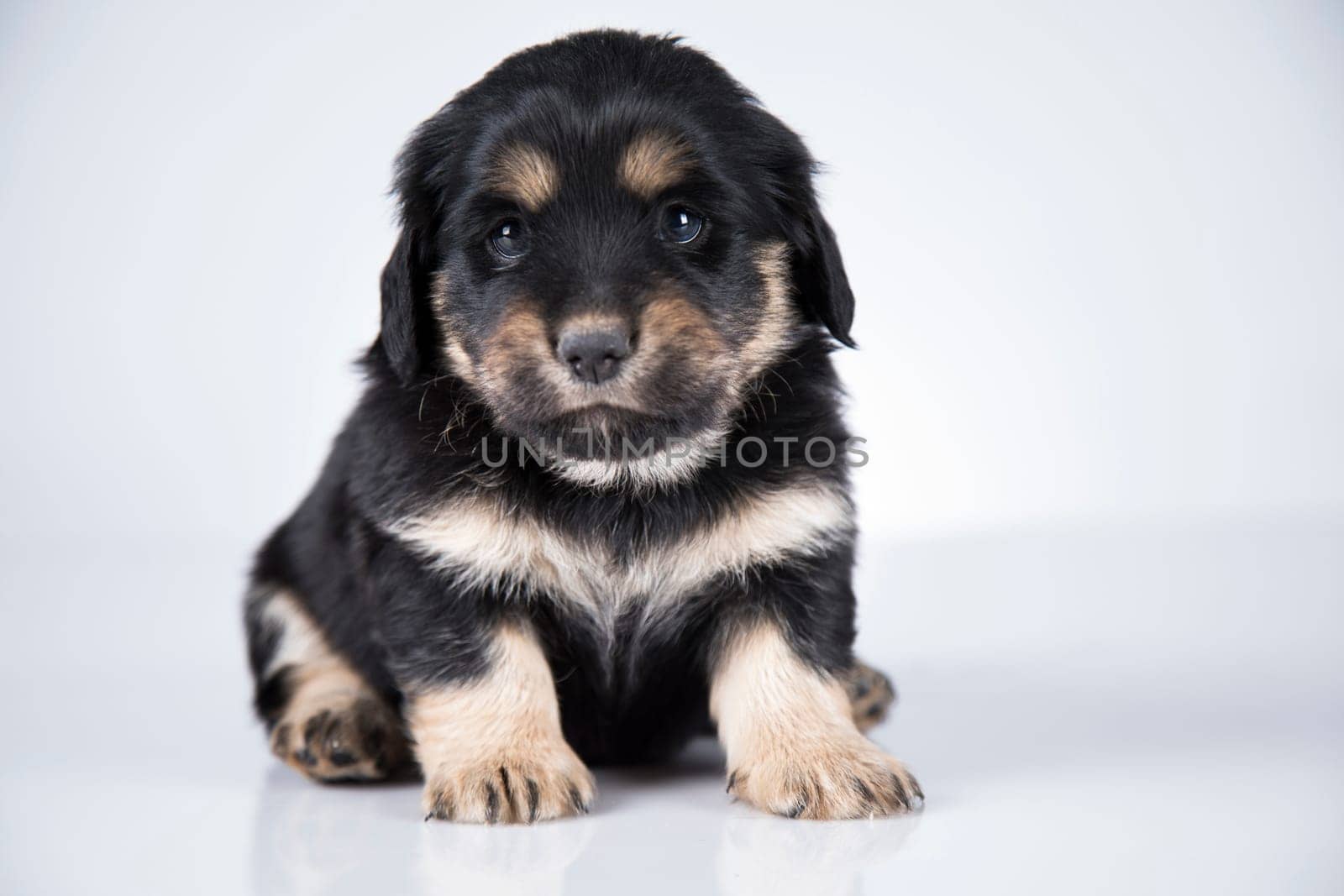 Little dog on a white background