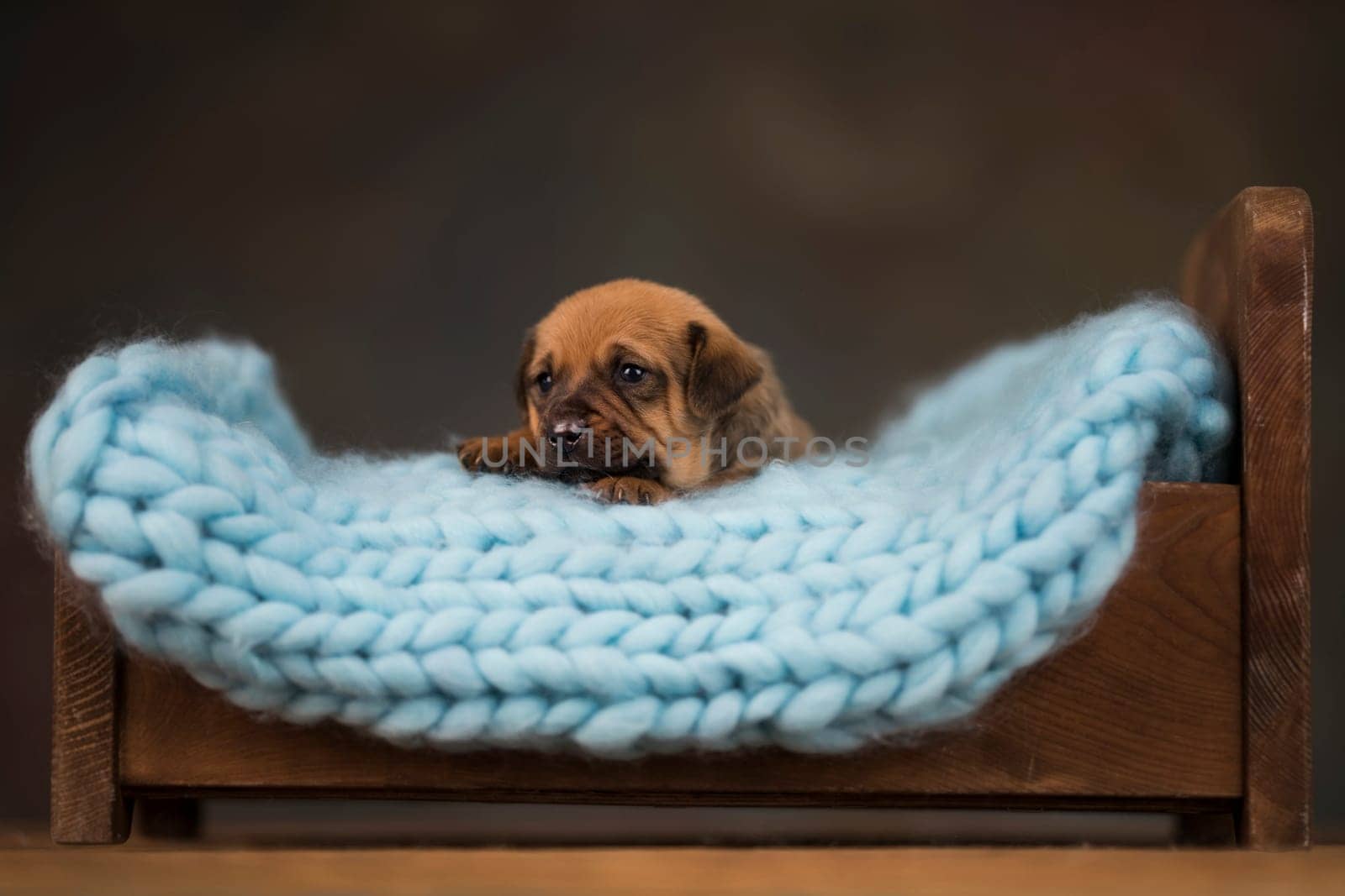 Dog sleep on a small wooden bed