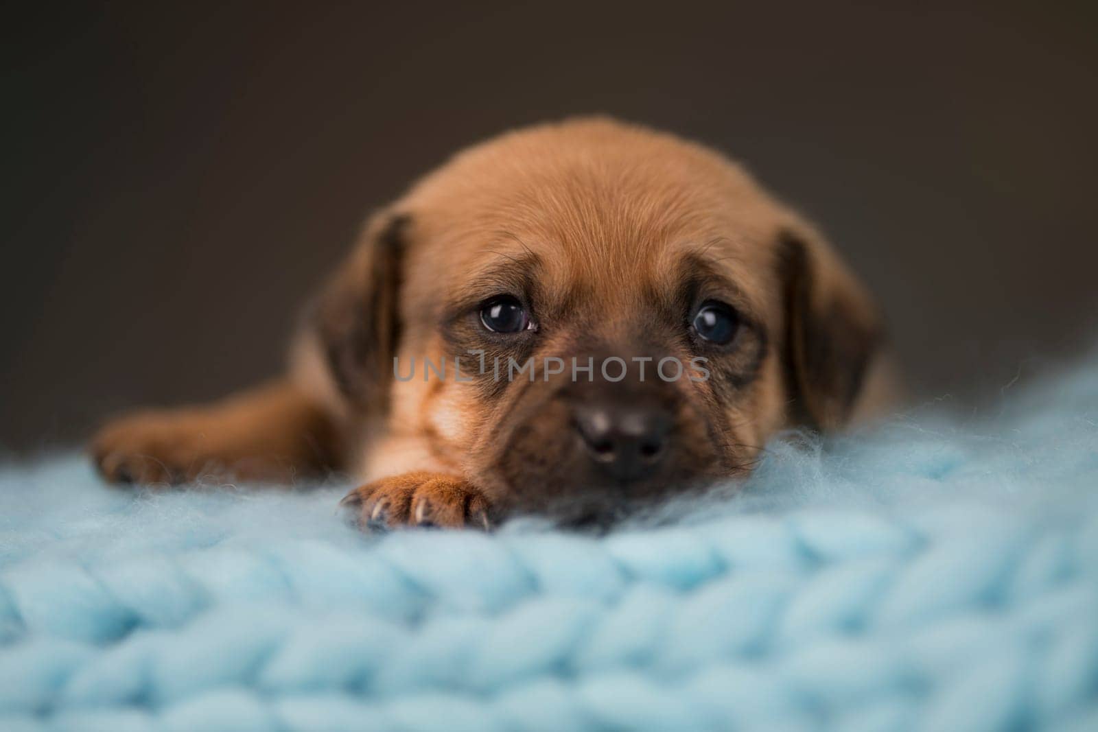 Little puppy breed is sleeping