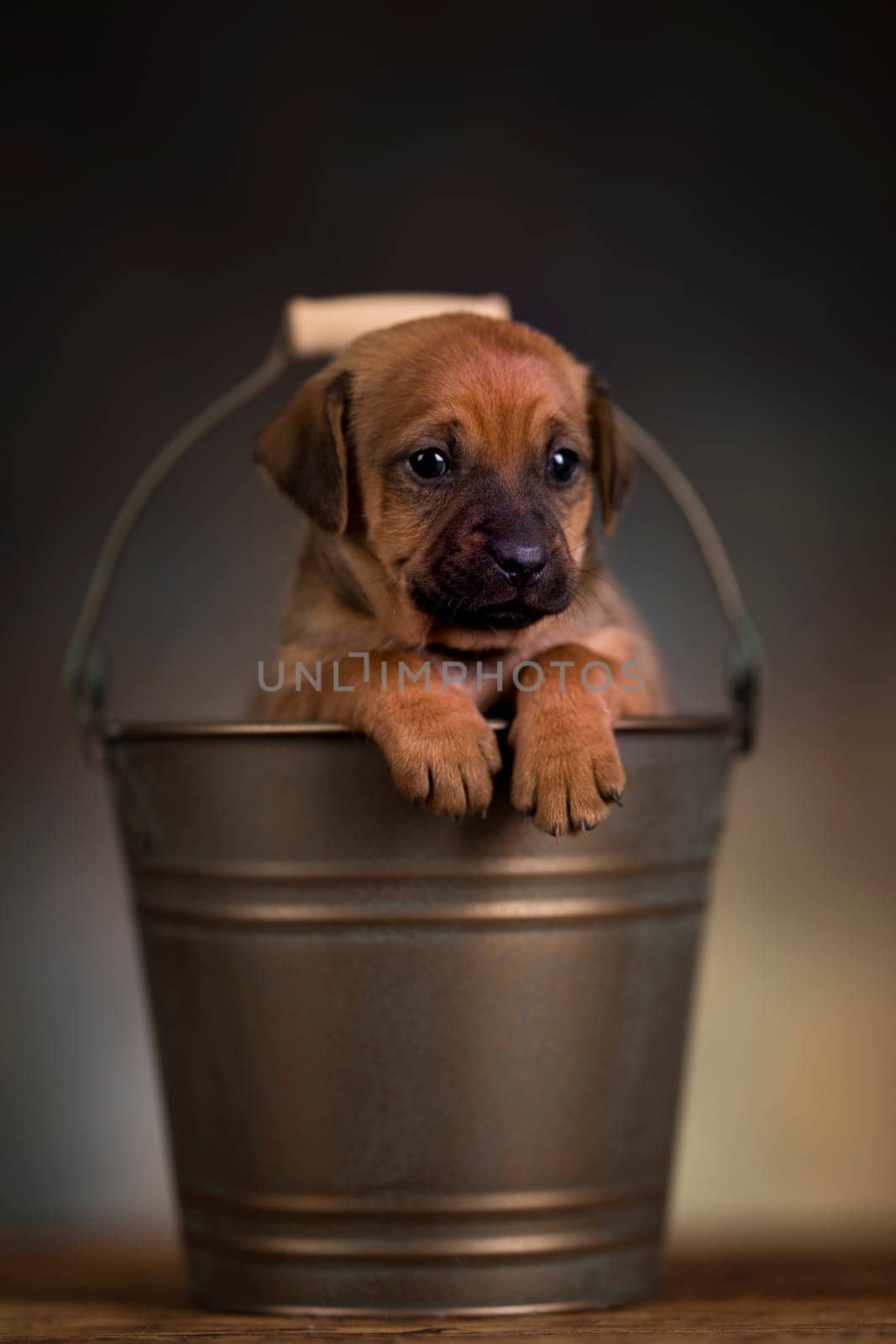 Dog in a metal bucket