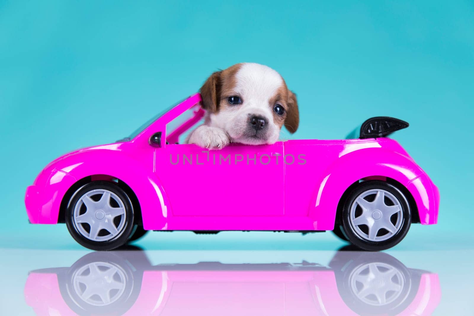 Dog in a pink car