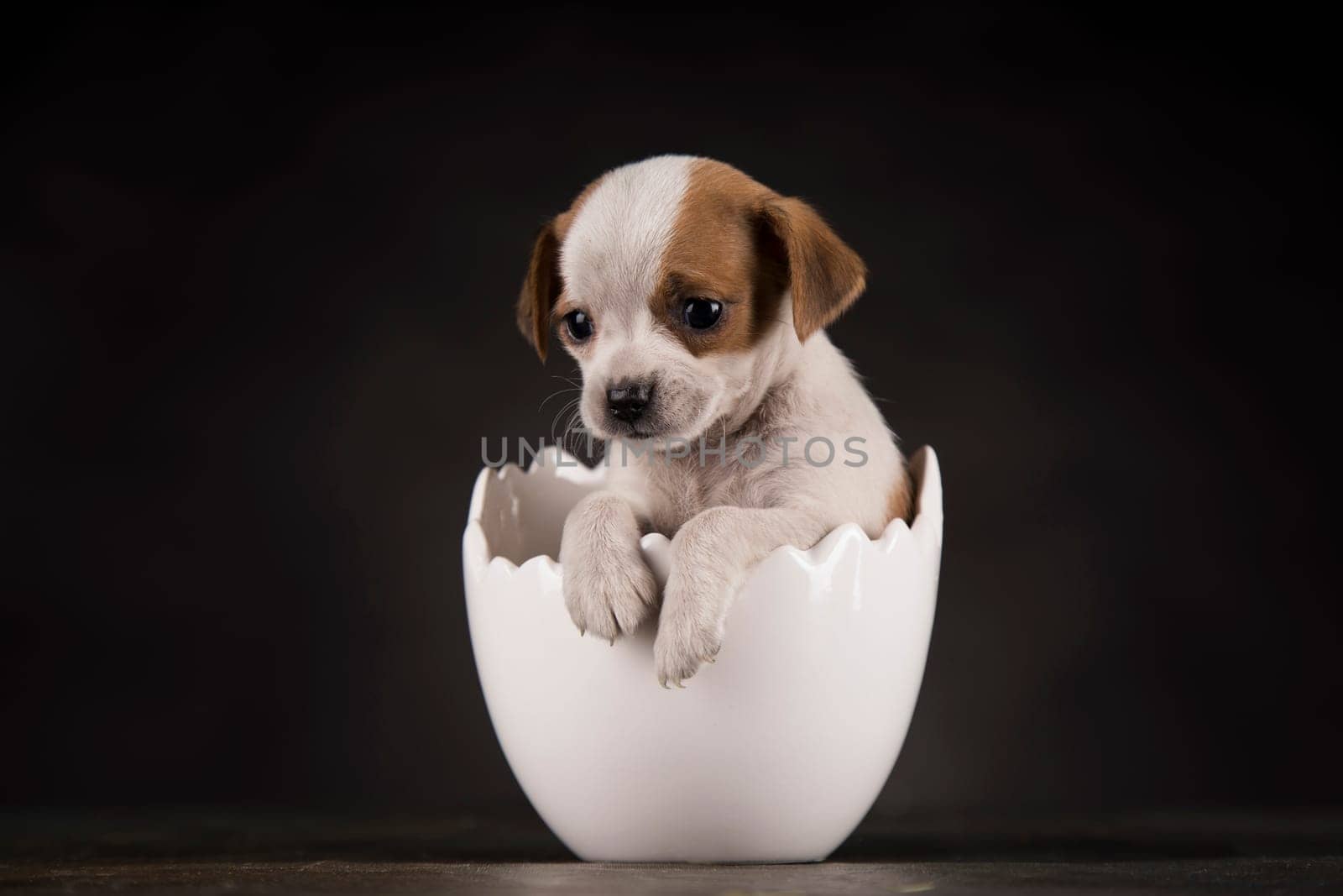 Little dog in an Easter egg