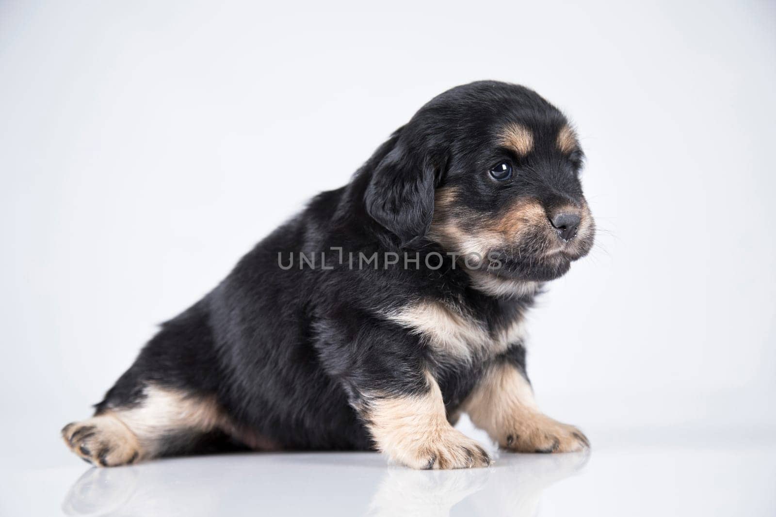 A small dog on a white background