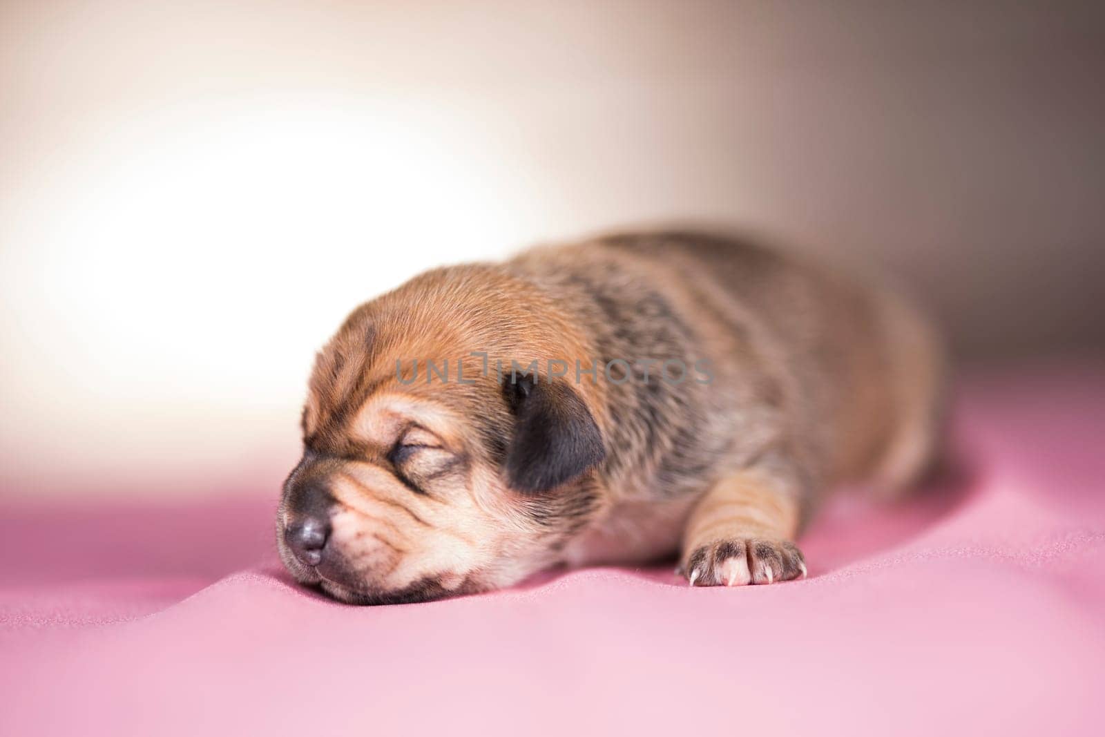The dogs sleep, animals concept
