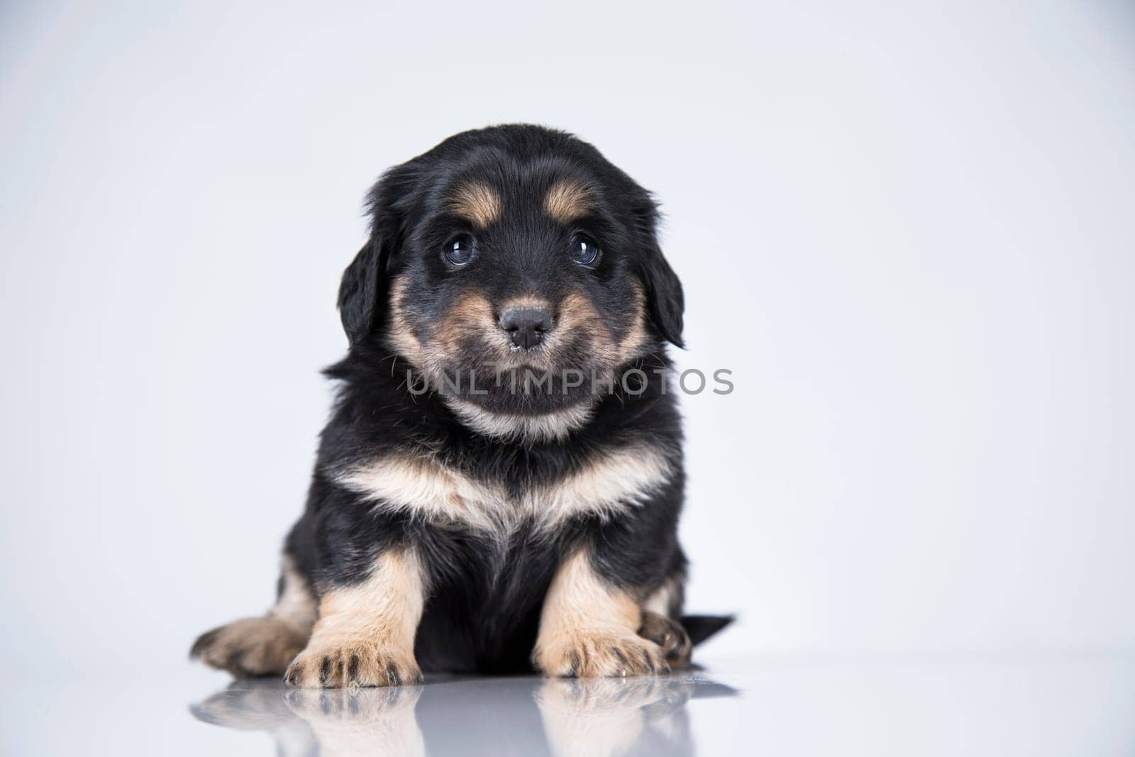 Little dog on a white background