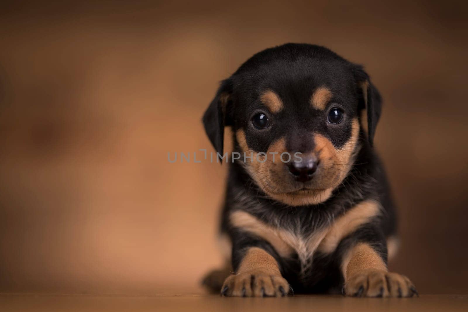 Dog on a wooden background