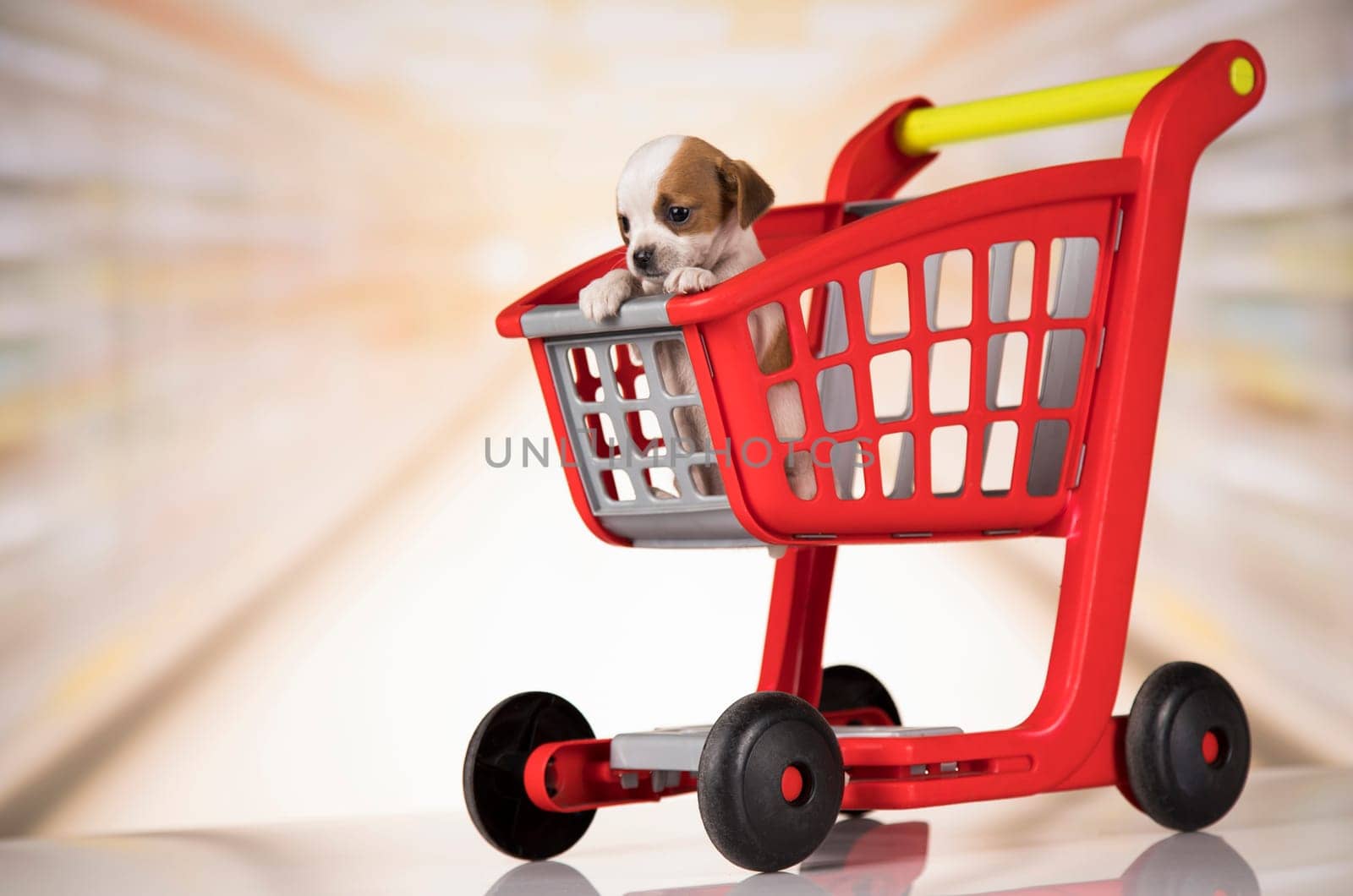A dog in a shopping cart