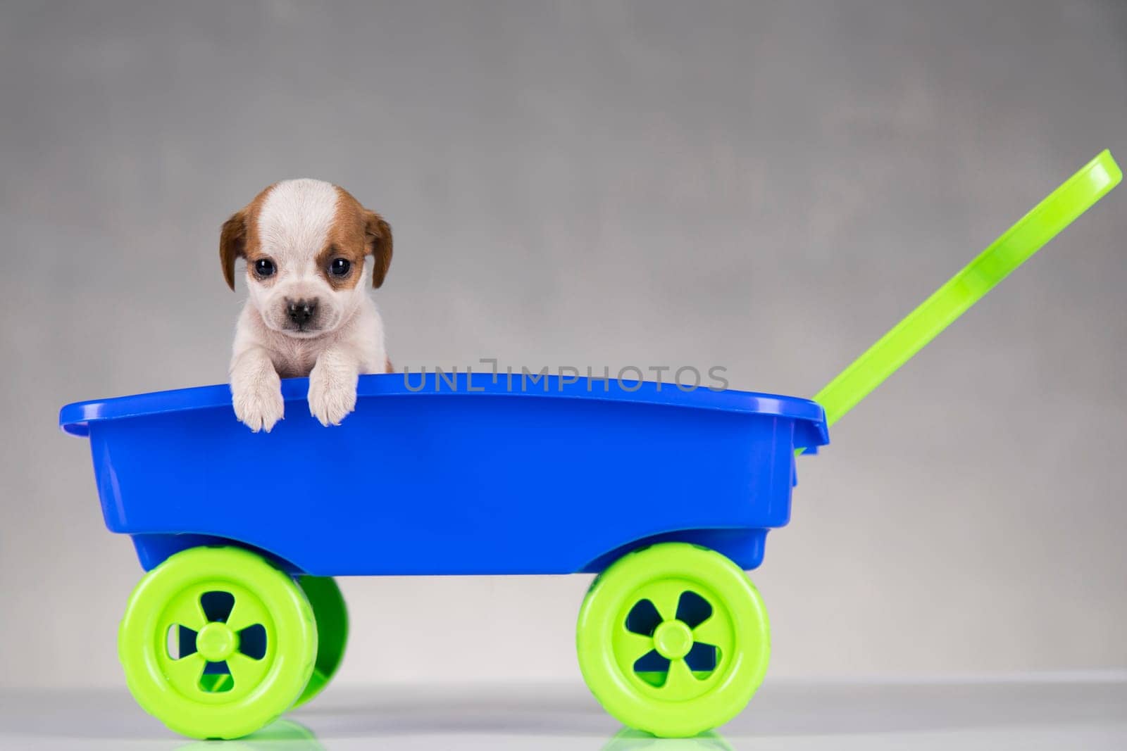 Little cute dog in a toy car