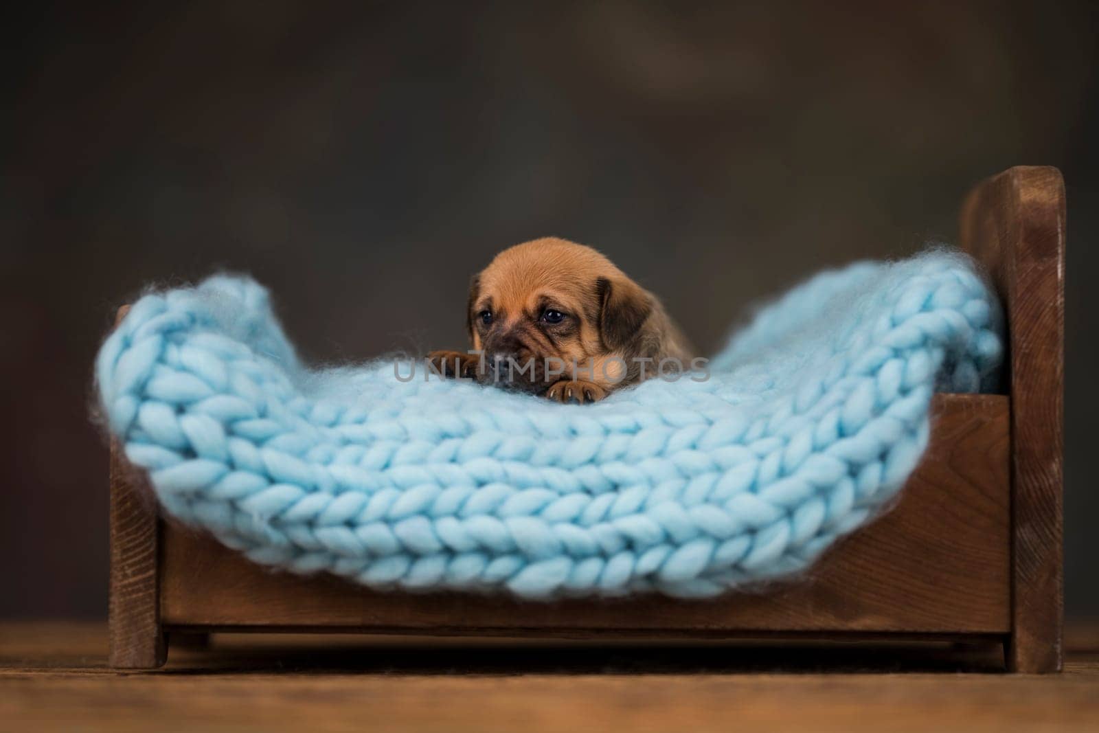 Dog sleep on a small wooden bed