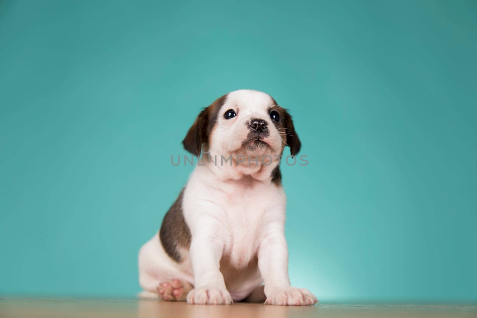 Cute puppy dog, animals concept