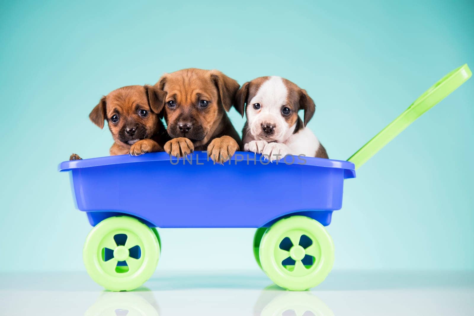 Beautiful little puppies in a toy wagon