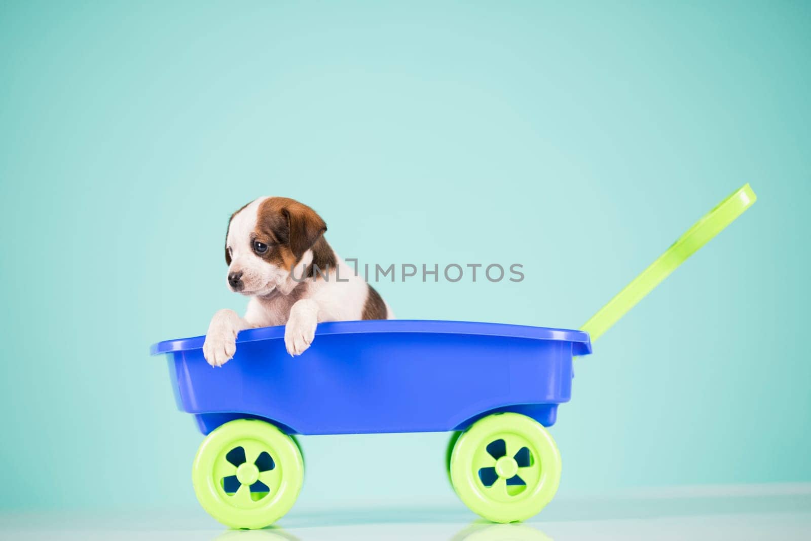 Little dog in a toy wagon