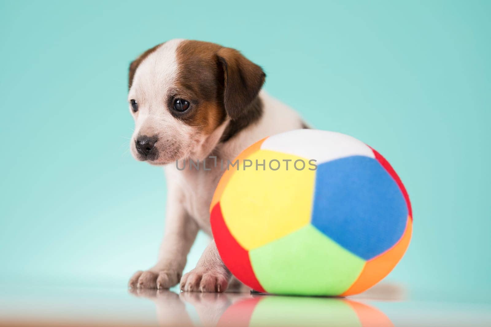 Puppy dog is playing with a ball