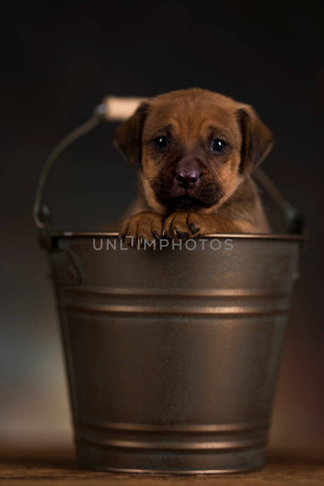 A small dog in a metal bucket