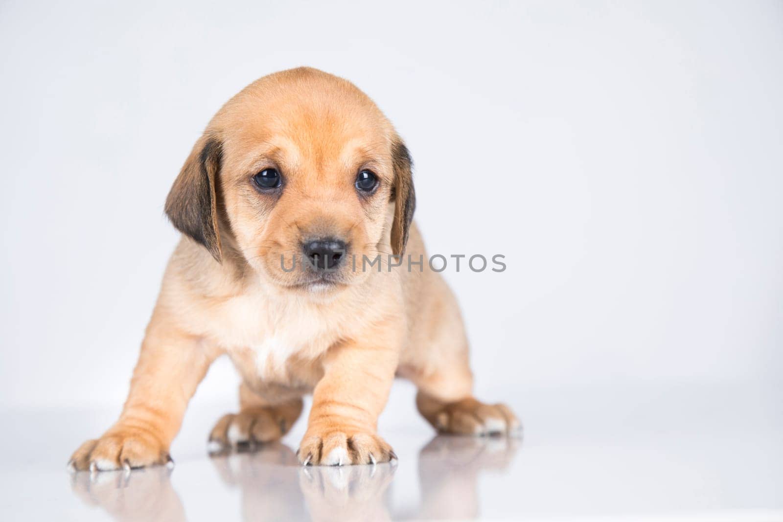 Pet, dog puppy animals concept