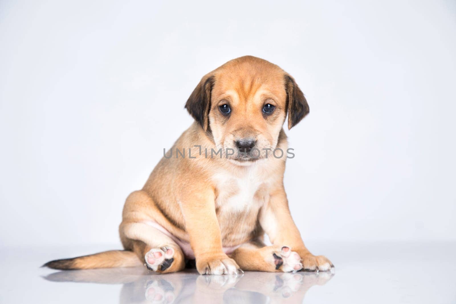 Little dog on a white background