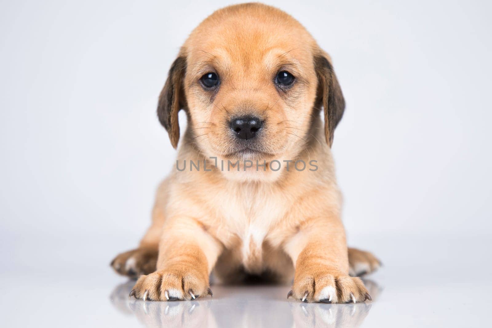 A small dog on a white background