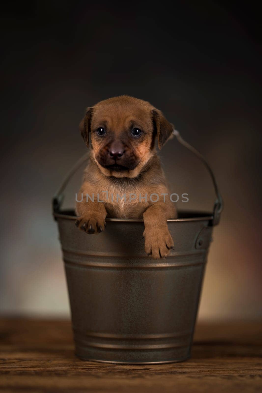 A small dog in a metal bucket