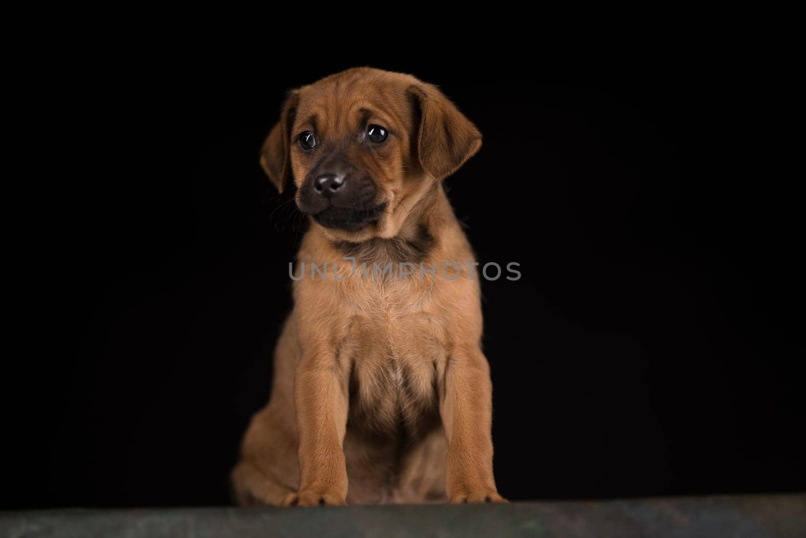Dog on a black background