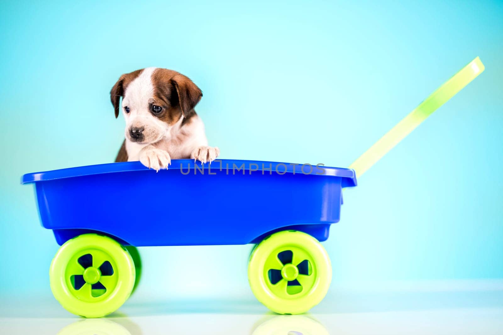 Little dog in a toy wagon