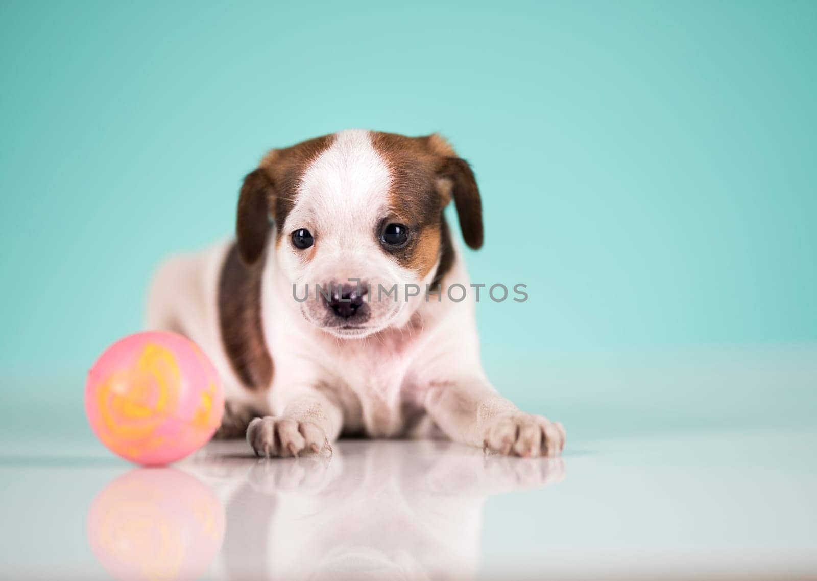 Puppy dog is playing with a ball