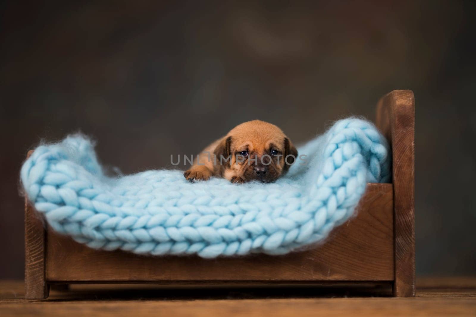 Little puppy breed is sleeping