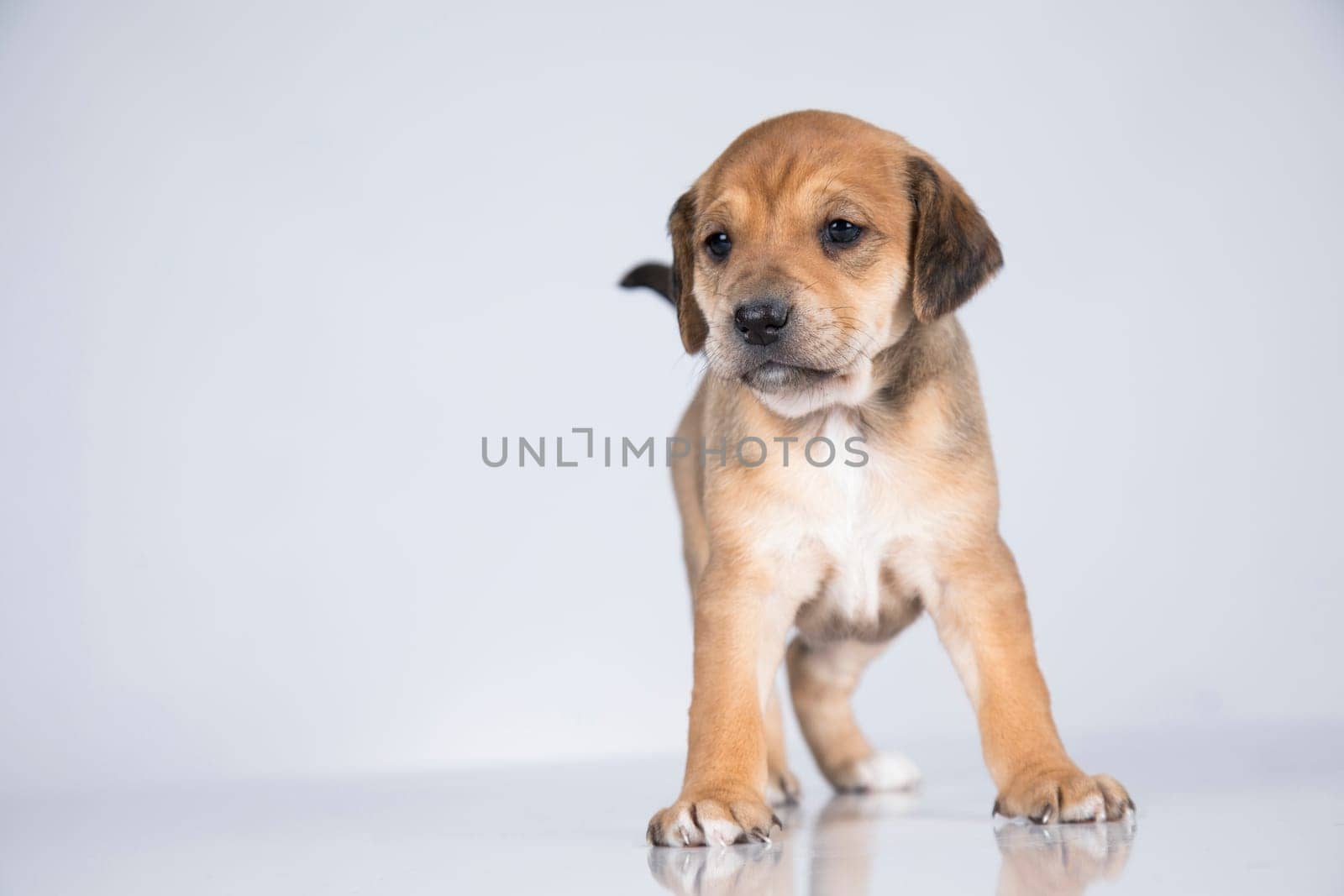 Little dog on a white background