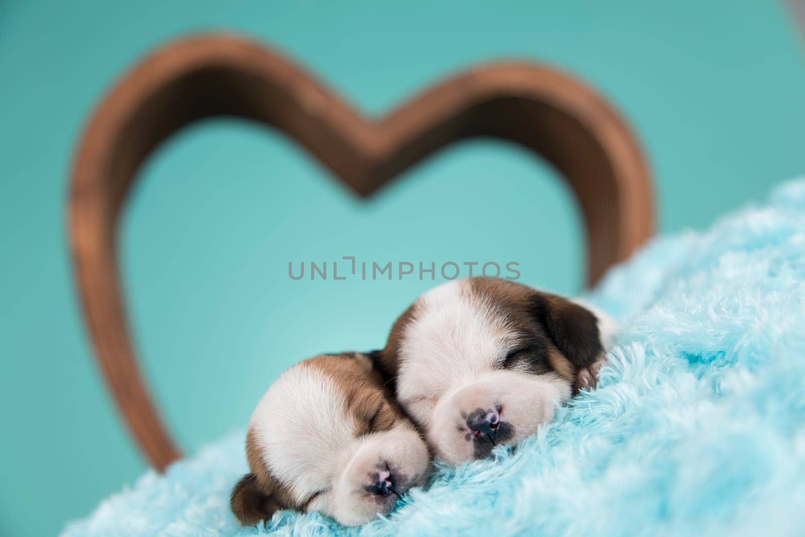 Dogs in love are sleeping