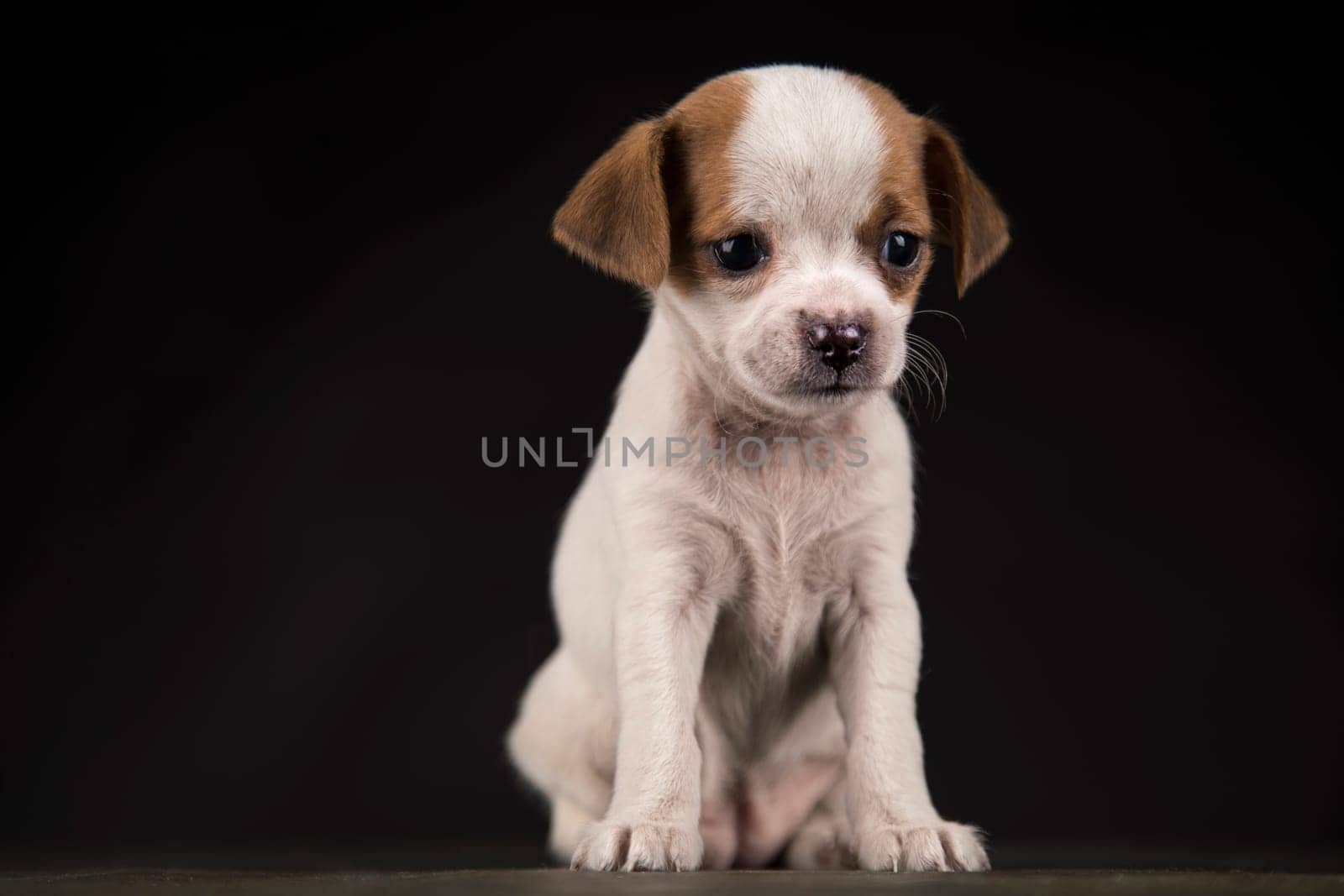 Small dog on a black background