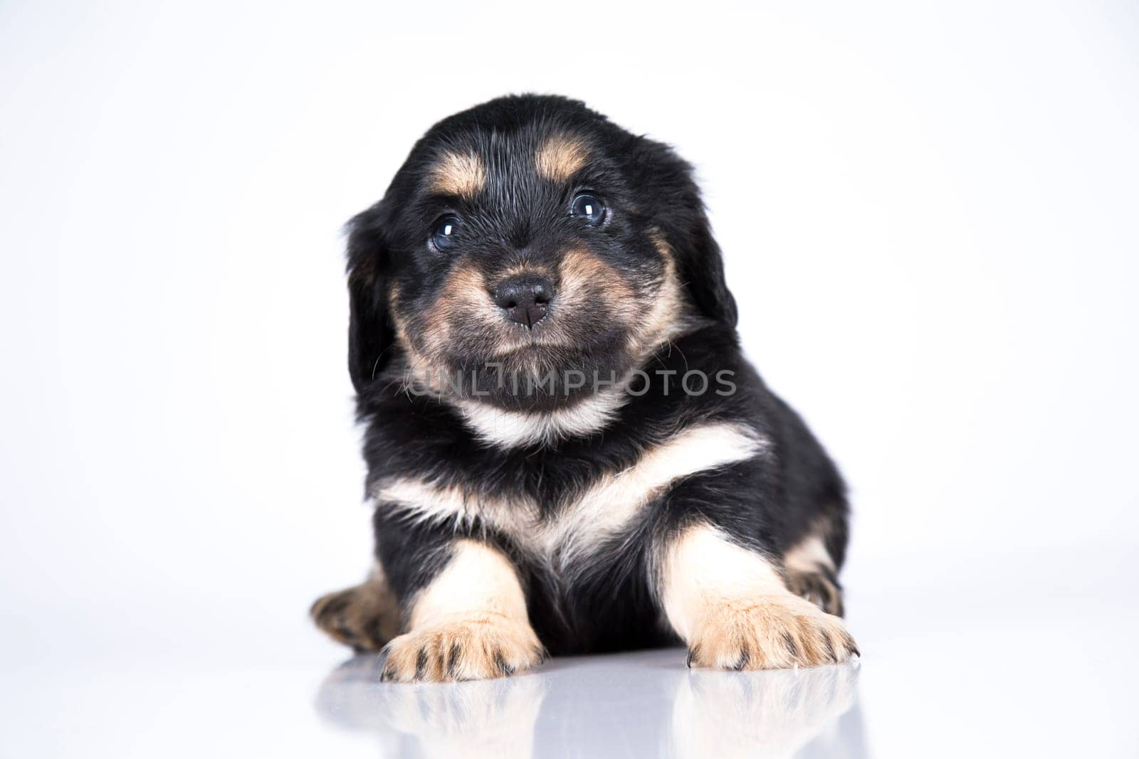 Pet, dog puppy animals concept