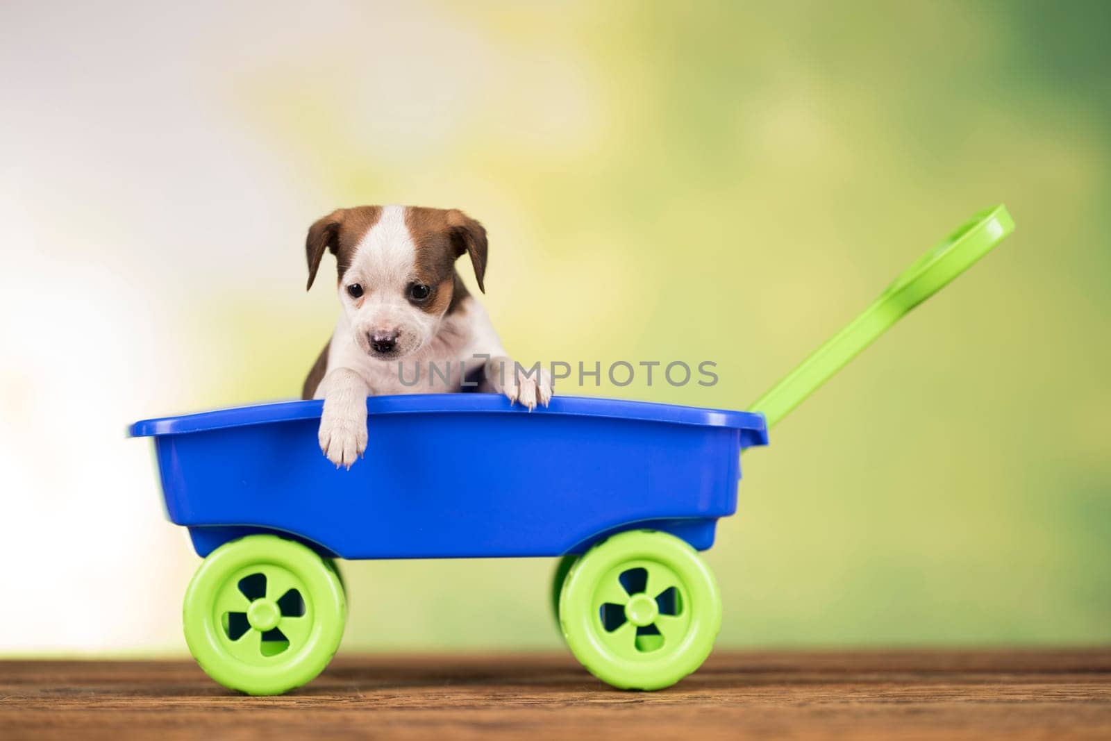 Little dog in a toy wagon
