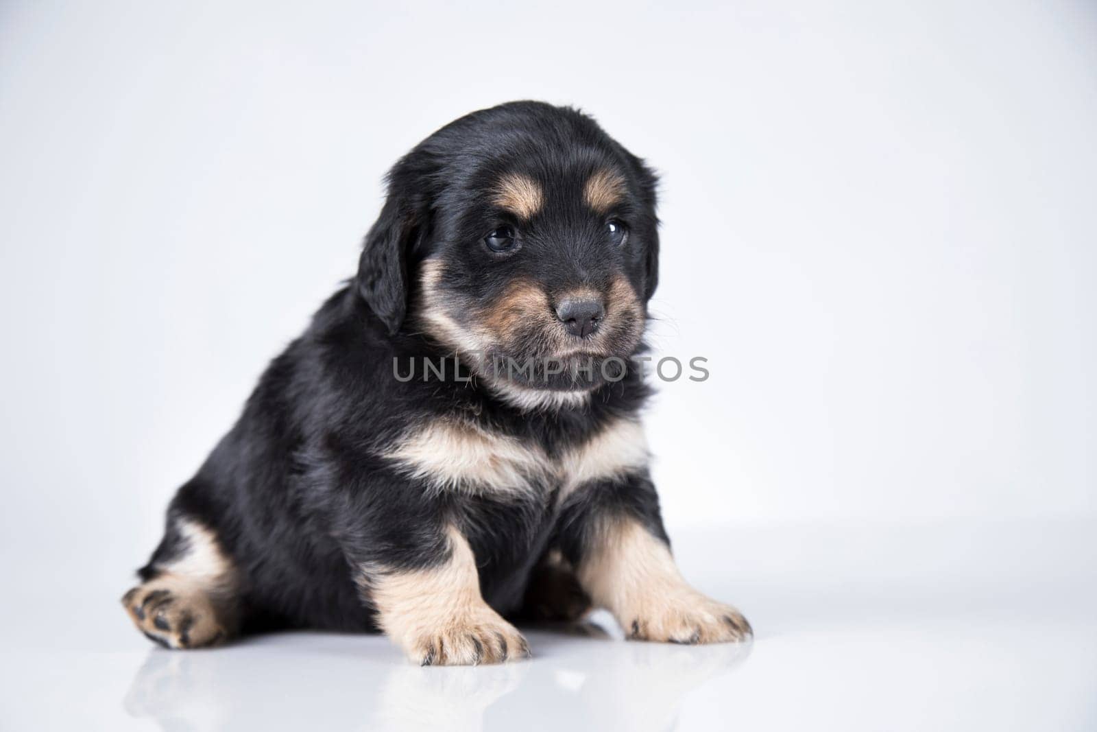 A small dog on a white background