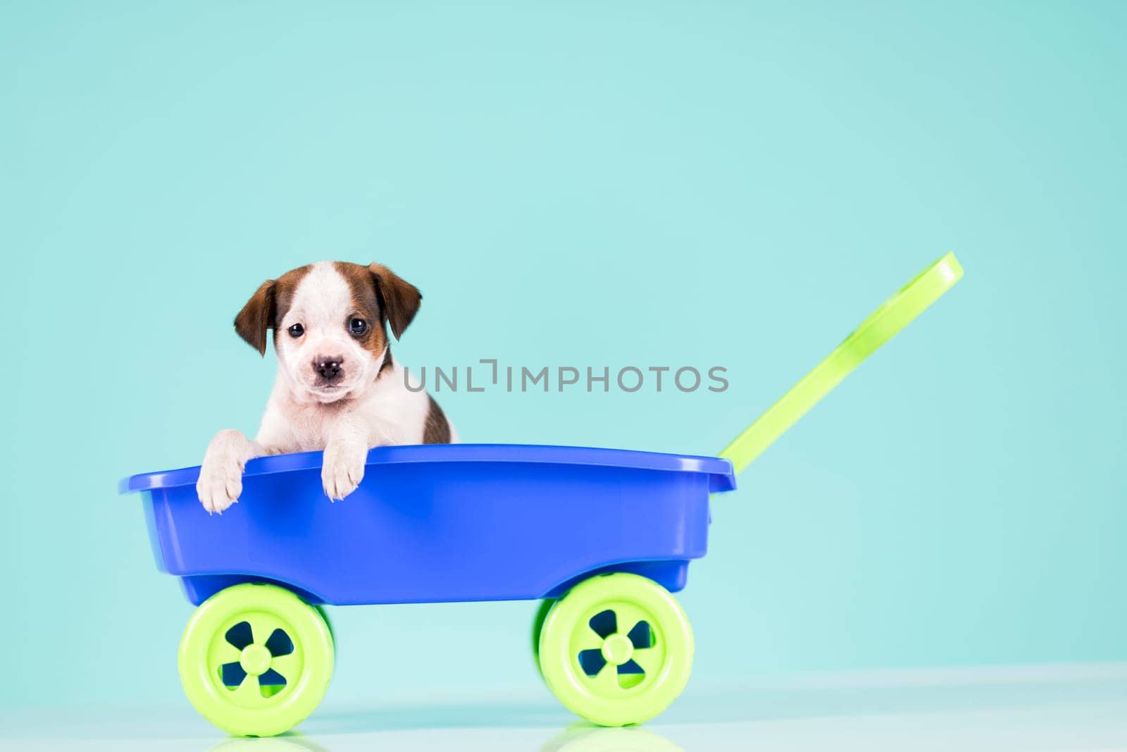 Little cute dog in a toy car