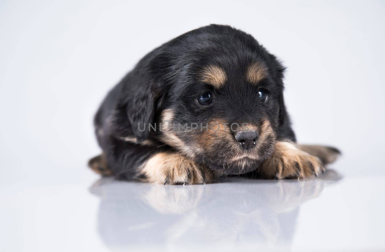 A small dog on a white background