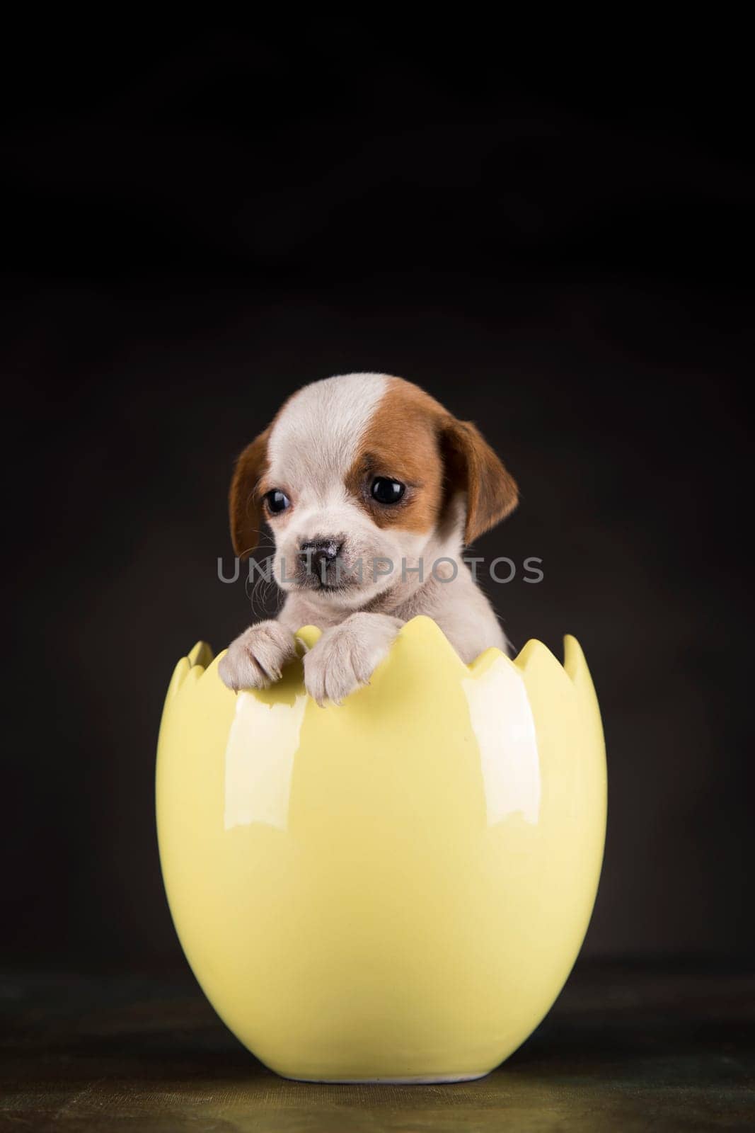 Little dog in an Easter egg