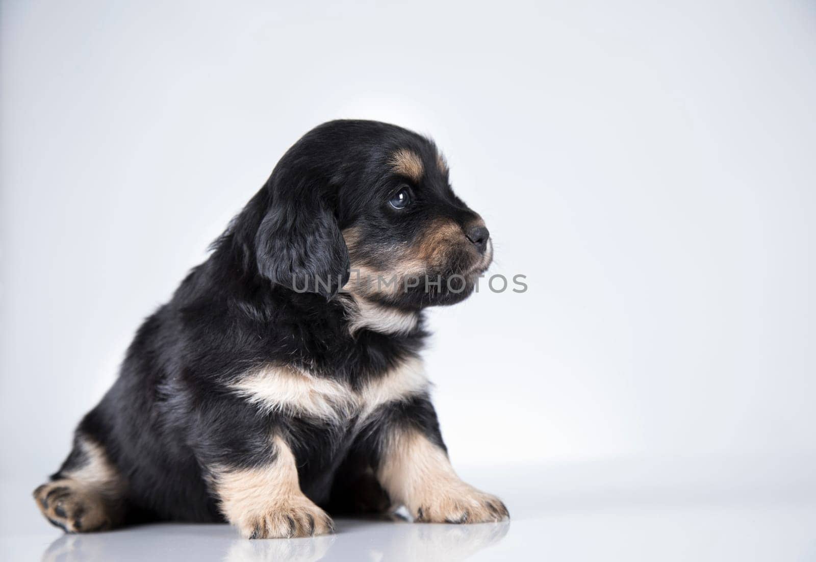 Little dog on a white background