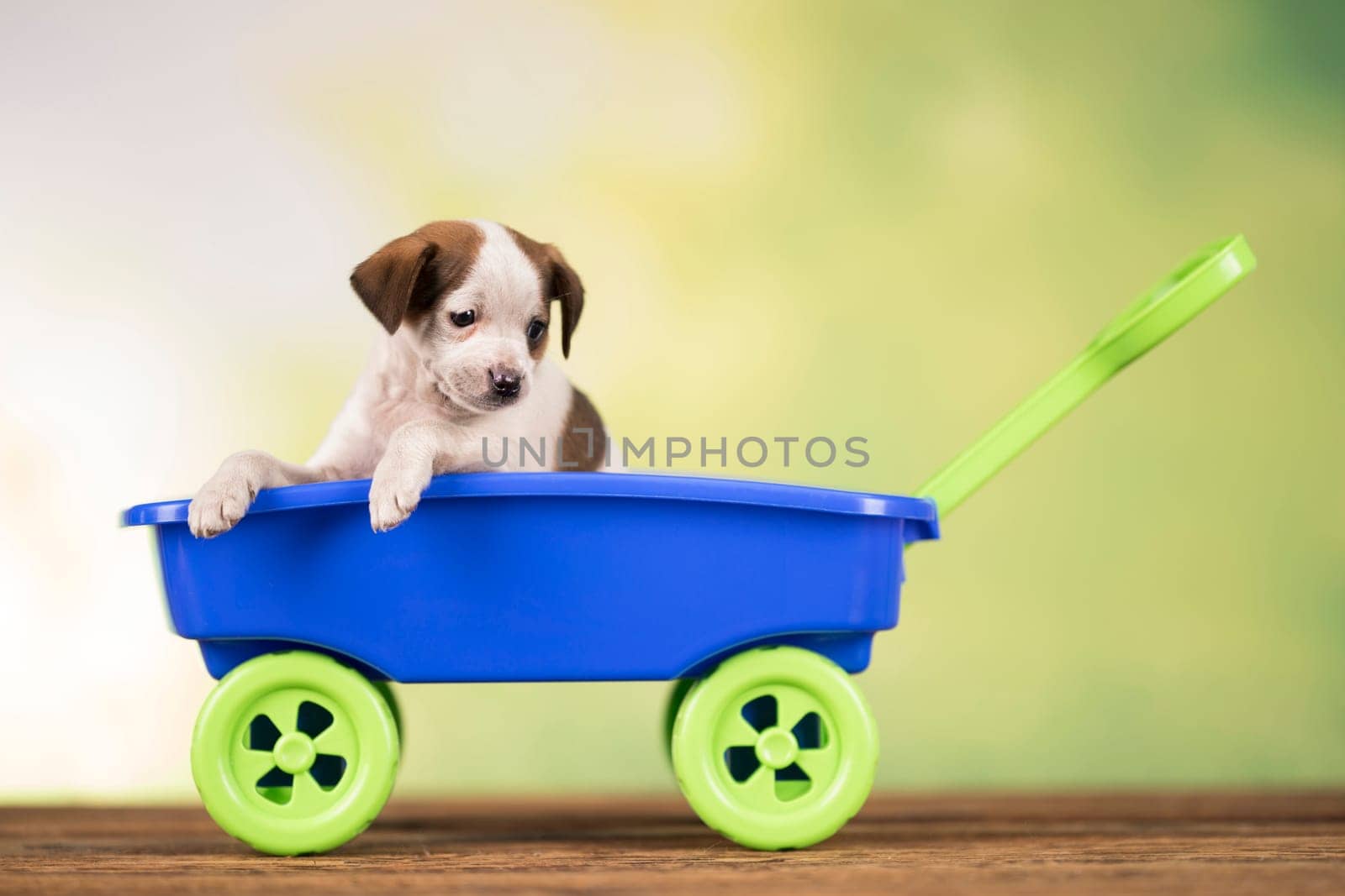 Little cute dog in a toy car