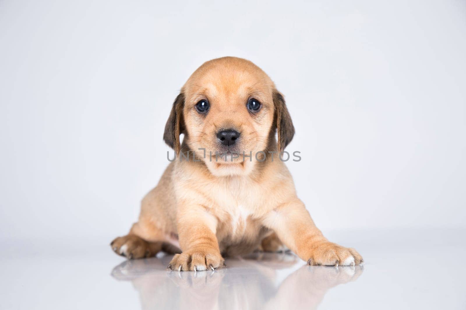 Little dog on a white background