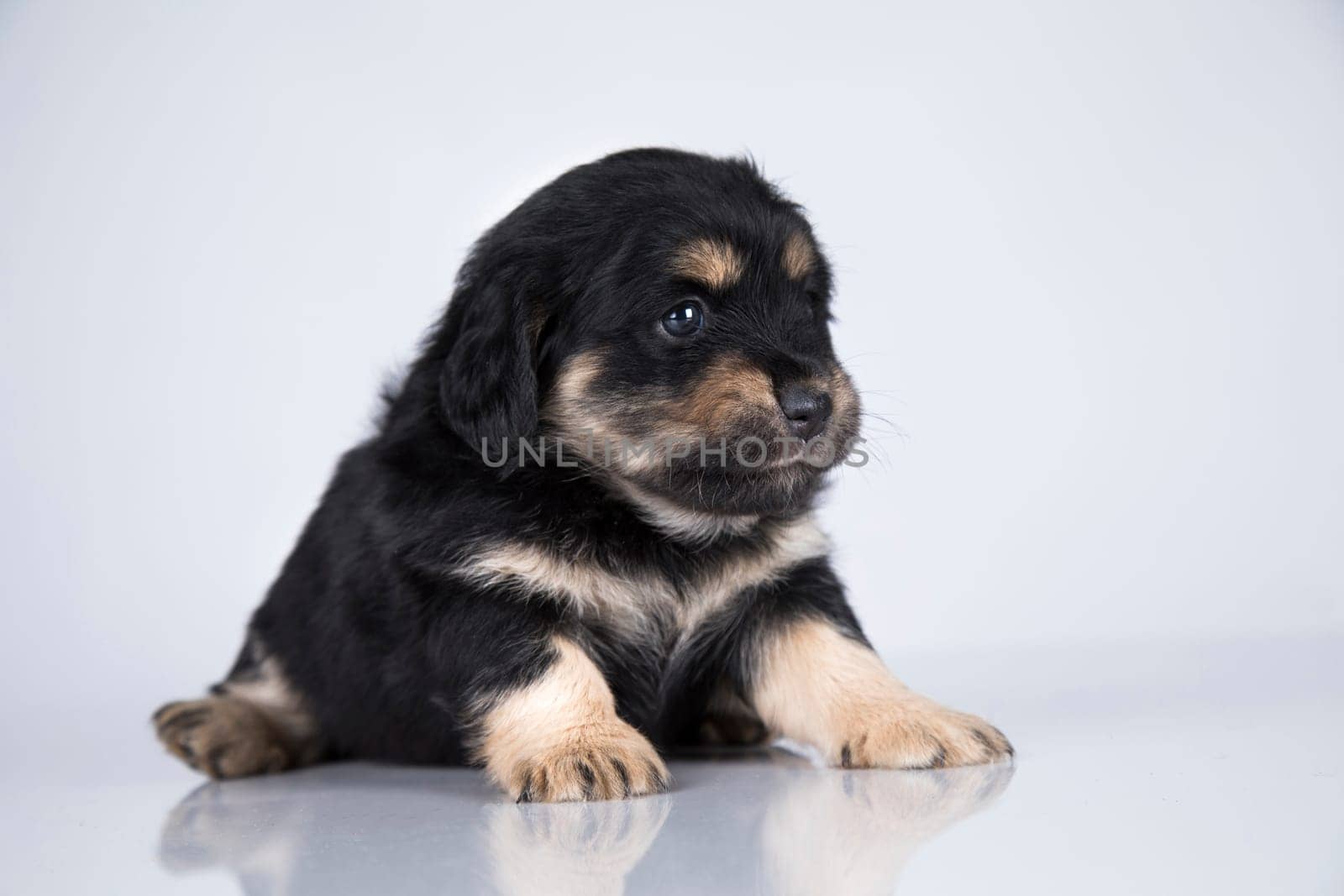 A small dog on a white background